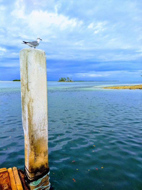 Bimini island And Cat CAYs. photograph 10